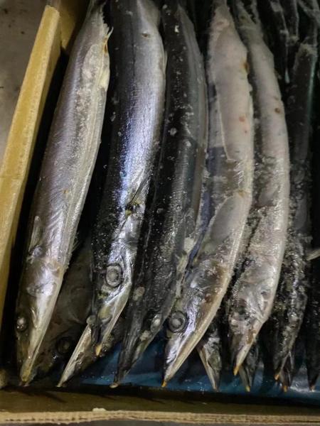 Cololabis Saira High Protein Whole Round Sea Frozen Pacific Saury #4