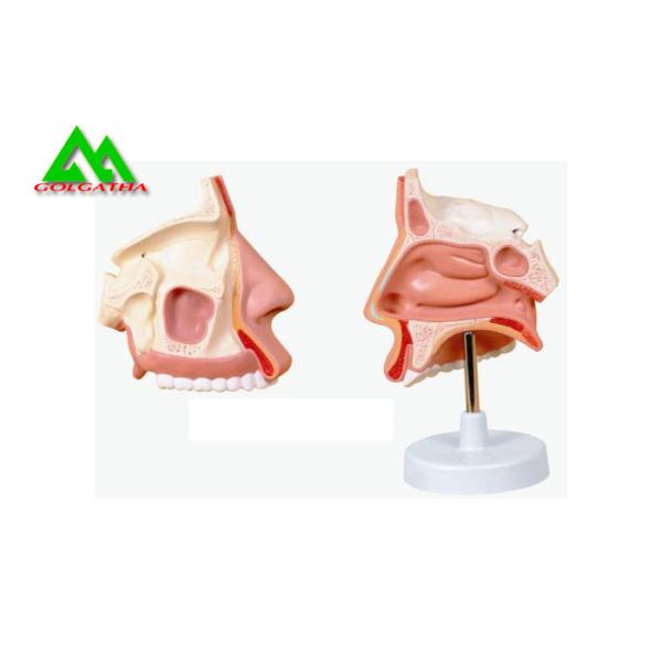 Human Anatomical Medical Teaching Models Plastic Inner Ear Model
