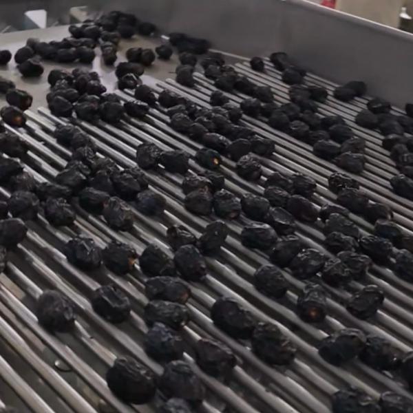 Smart Dates Sorting Machine, AI Detection, 6 lanes+10 outlets, 1.8 Tons per hour, High Speed Mode