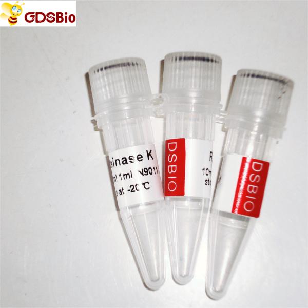 Molecular Biology Grade Proteinase K Solution N9012