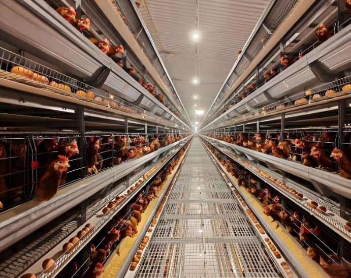 Prefabricated Steel Structure Building Chicken Shed Low-Priced Poultry Farm