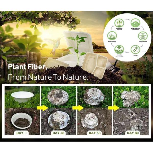 Customized Request Biodegradable Disposable Food Container Bagasse Pulp Salad Bowl