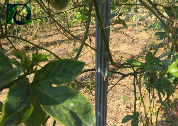 1.5MM Thick Metal Trellis Posts Orchard Poles Vineyard Accessories High Toughness