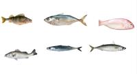 Quatre styles de ligne automatique de taille de poisson et de classement de maquereau ligne à grande vitesse