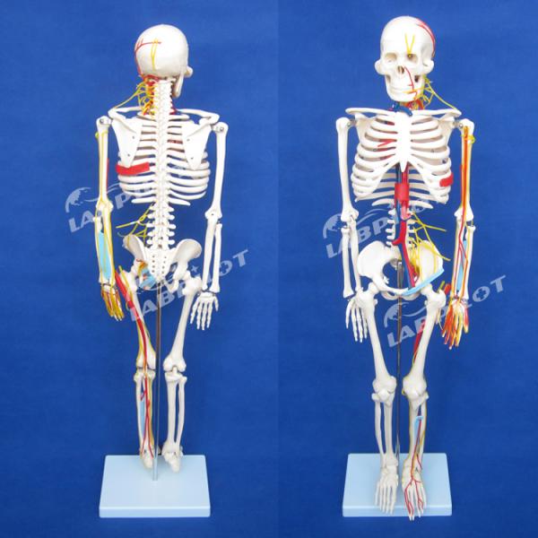 Medical Science Advanced PVC Human Skeleton Model with Nerves and Blood Vessels HOT 85cm