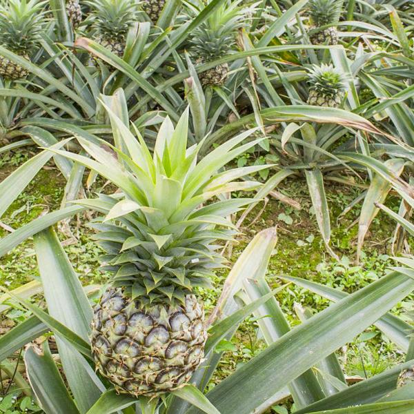 600GDU Enzyme de bromélaïne Aliments Hydrolyse de protéase personnalisée