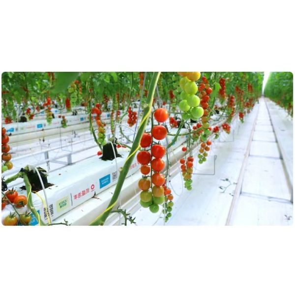 UV Resistant Polypropylene Twine with High Tensile Strength and Lightweight for Agricultural and Packaging Use