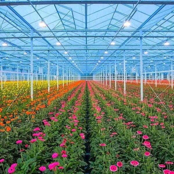 Venlo Tempered Glass Greenhouse with Hydroponics Growing System Large and US Currency