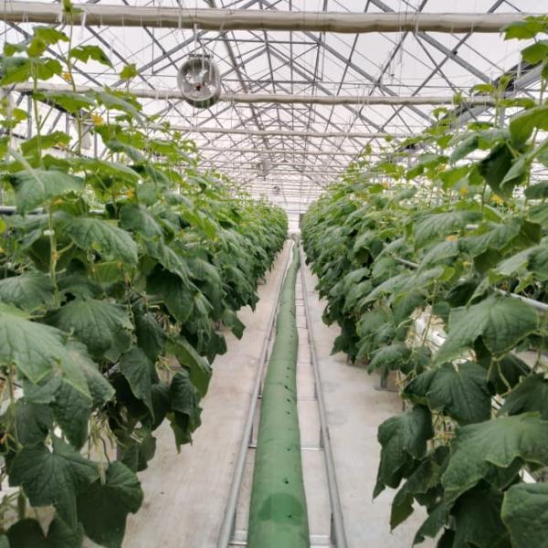 Venlo Glass Greenhouse for Cucumber Substrate Culture