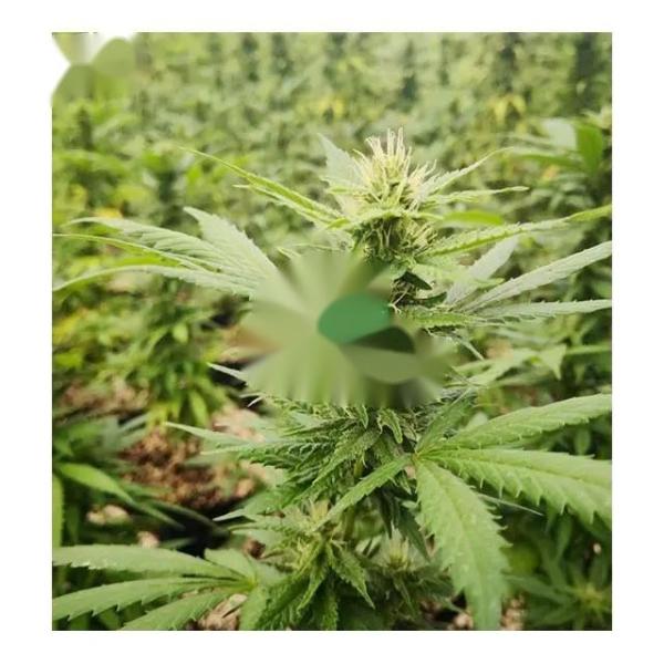 100% Blackout Agricultural Light Deprivation Greenhouses PE Film Cover