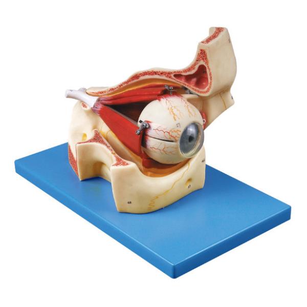 Eyeball with parts of Orbit Human Anatomy model shows the skull and ocular muscles