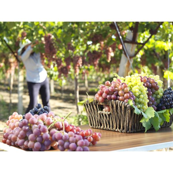 RootForce Plus – High-Efficiency Phosphorus & Potassium Solubilizing Agent with Amino Acid Chelates for Stronger Root Systems