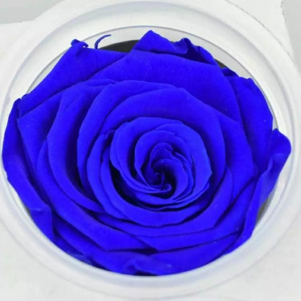 preserved flower eternal rose preserved flower rose natural preserved rose