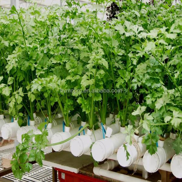 Standard Thickness Round PVC Pipes Hydroponic NFT System for Garden Cultivation