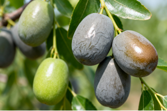 Organic Grey Jujube (500g)