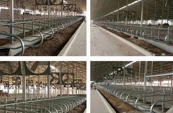Hot DIP Galvanized Cow Freestall with Customized Size and Bolt Connection for Cattle Farm Equipment