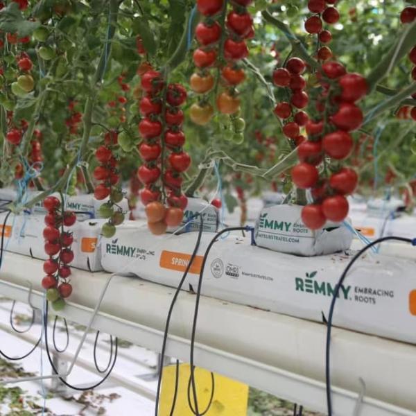 Waterproof Indoor Tomato Venlo Greenhouse Business For Sale  With Hydroponic System Assembly Required Greenhouse