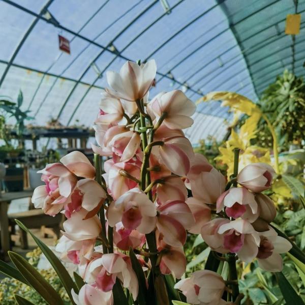 Experimente os Benefícios da Flor Estufa de Luz Solar Moeda dos EUA