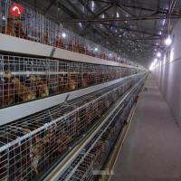 El pollo tomatero de la carne enjaula con la alimentación de aves de corral automática