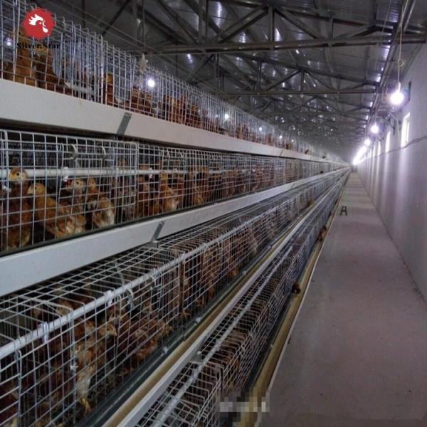 Poultry Farm Equipment Chicken Broiler House Design Broiler Chicken Cage System Broiler Farm Chicken Coop