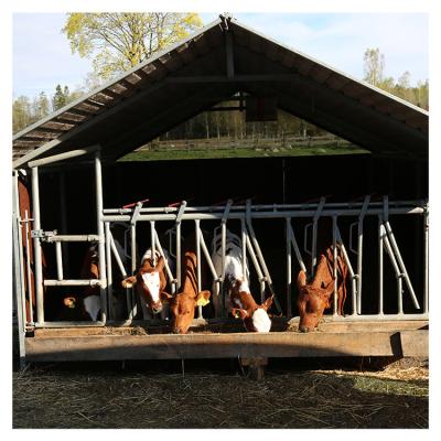 steel pipe 0.75m/position Cattle Head Lock For Dairy Farm Feeding Treating