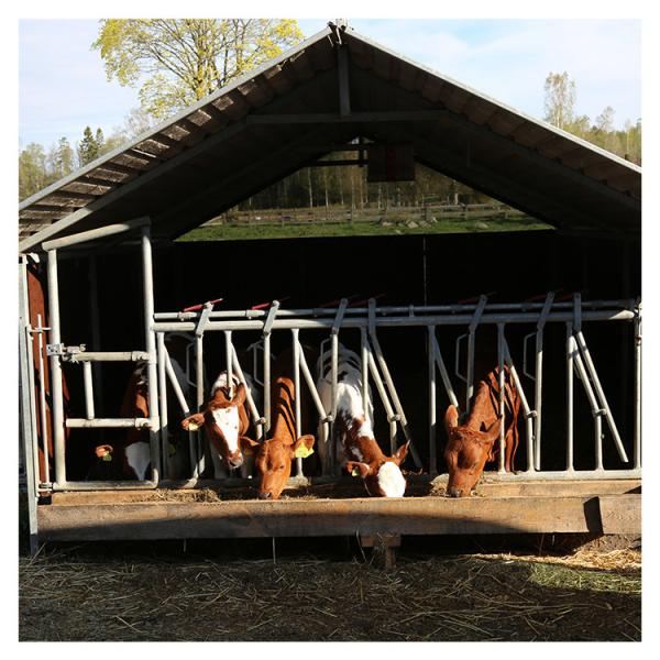 steel pipe 0.75m/position Cattle Head Lock For Dairy Farm Feeding Treating