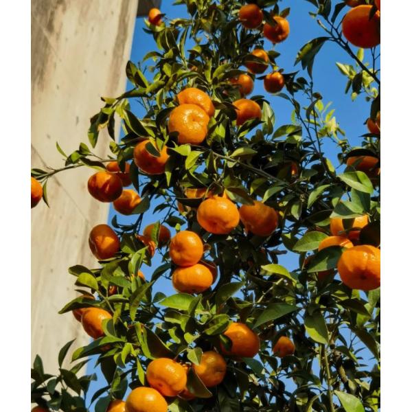 Rodajas de cítricos deshidratados chinos nutritivos y saludables de Citrus Japonica Thunb