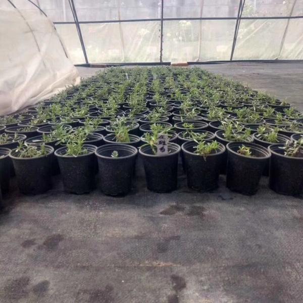 1gallon small garden plant black plastic nursery flower fast root growth pots for plants