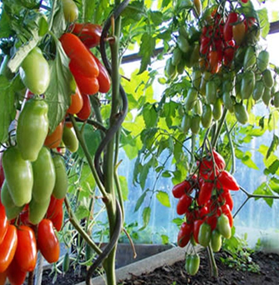 8.0mm*2.0m Plant Support Wire Greenhouse Iron Spiral