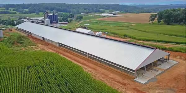 Modern Thermal Insulation Metal Steel Structure Breed Chicken Shed Poultry House
