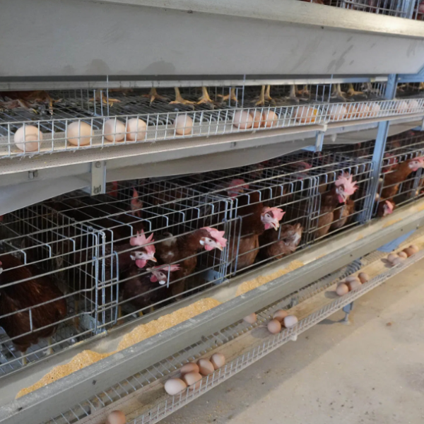 Hot-Dip Galvanized Steel Automatic Chicken Cage with 15-20 Year Lifespan and Automated Feeding System