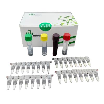 Kit de teste de alta sensibilidade da Listeria Monocytogenes com região D-Loop e monitoramento em tempo real
