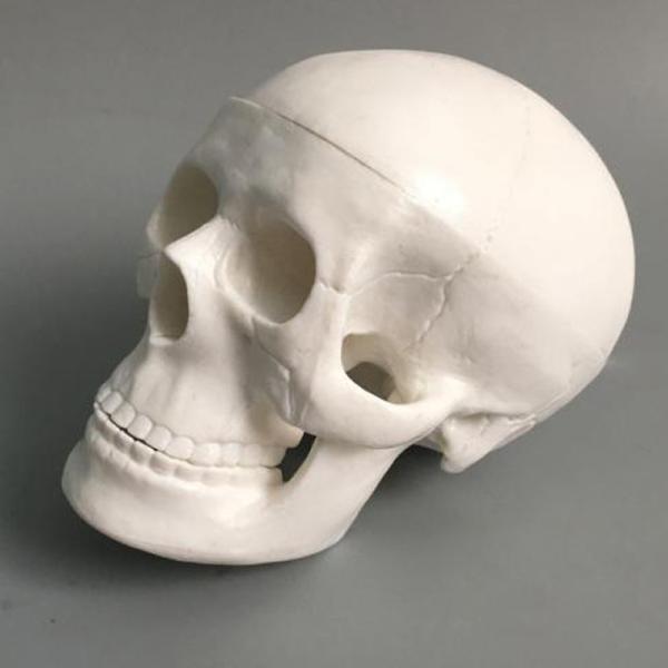 Human Medical Anatomical Adult Head Bone Mini Skull Model For Education
