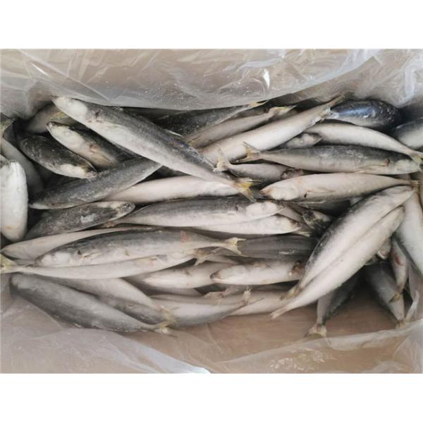 90g 100g IQF Frozen Whole Muroaji Fish HACCP Approved