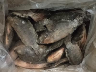 Frozen Tilapia Gutted& Scaled Size after glaze 300-500g