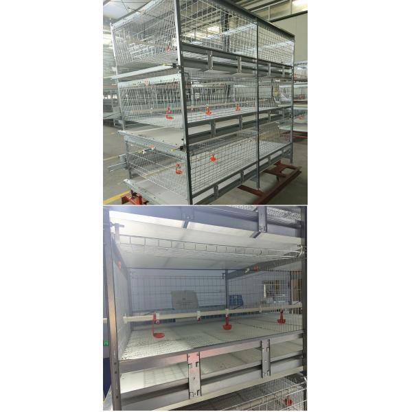 Оборудование сельского хозяйства птицы яруса HDG 4 для продуктов 200birds/Cage бройлеров