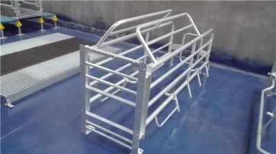 equipamento de cultivo de parada usado da caixa do porco da tenda do porco em india
