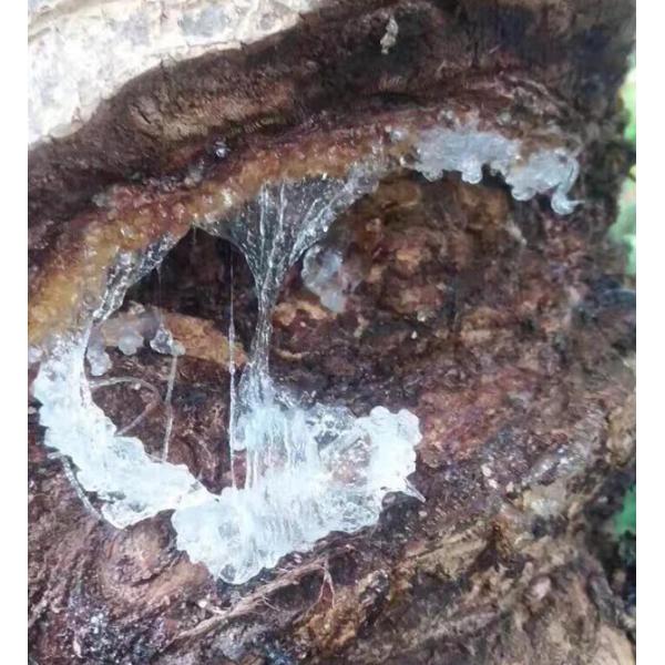 Sun Dried Xueyan Snow Swallow Natural And Organic For Health Food