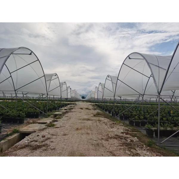 Multi-Span PE Film Greenhouse 6m-10m Width for Berry Cultivation