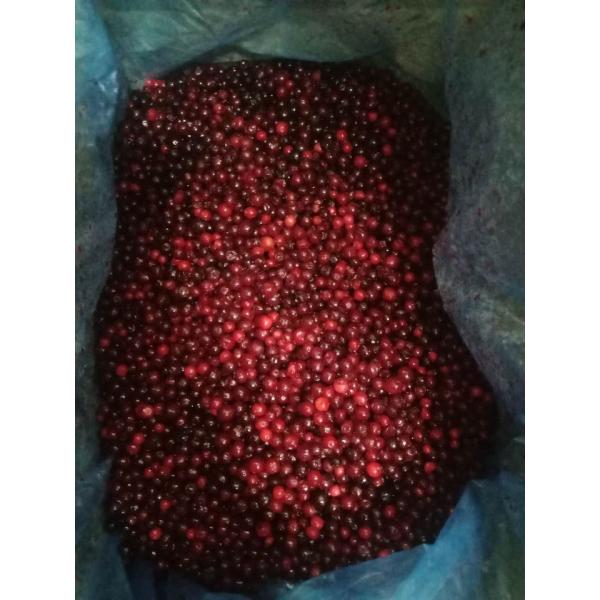 HACCP IQF Frozen Sweet And Delicious Wild Frozen Fruit