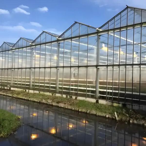 Intelligent Venlo Glass Greenhouse For Tomato Strawberry Growing Turnkey Project