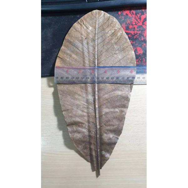 Nature Green HOBA Bamboo Leaves The Essential Ingredient for Serving Sushi