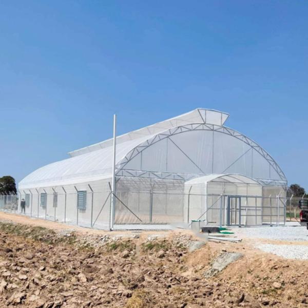Umbrella Galvanized Greenhouse Frames Single Span Tropical Tunnel Automatic Vent