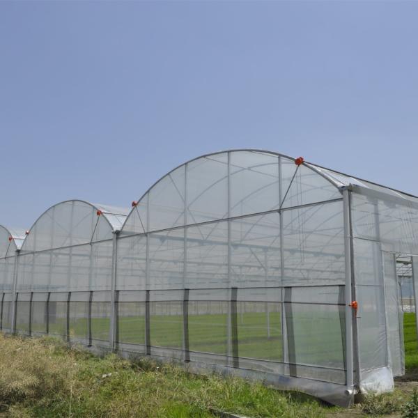 Ventilação completa hidropônica do lado da estufa do período de Tailândia multi industrial