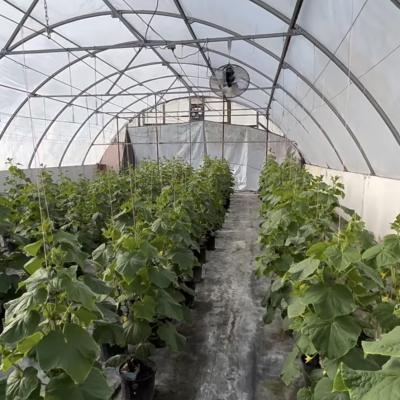 Devoluções de 30 dias Receba um reembolso para o nosso kit de estufa de túnel de agricultura multi-span
