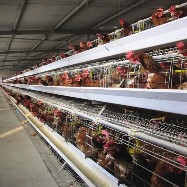 Galvanized H410mm Poultry Battery Cage , 494cm2/Bird Egg Laying Equipment