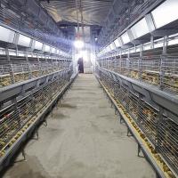3/4 poulet de batterie de rangée multipliant des cages, volaille d'acier de Zn-Al soulevant l'équipement