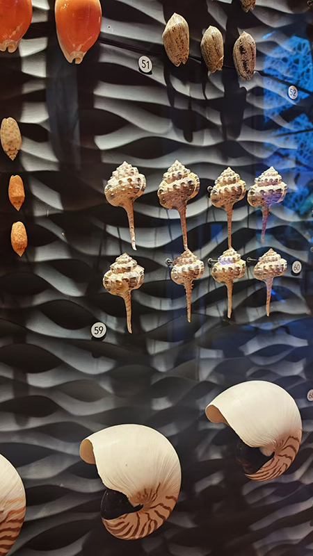 Large Wall-Mount Specimen Vitrine with Anti-UV Glass, Modular Splicing, and Built-in LED Lighting for Museum Exhibits