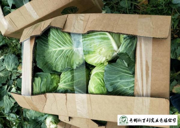 Natural Hue All Season Cabbage 2.5 Kg / Per Helps Improve Digestion