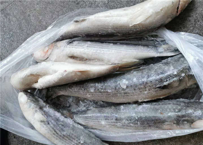 Под 18 кефалью степени 1300g 1500g свежей серой для ресторана